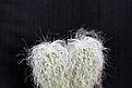 Нажмите на изображение для увеличения.

Название:	Cephalocereus senilis_6y_10.14.JPG
Просмотров:	285
Размер:	86.1 Кб
ID:	348042