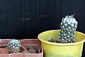 Нажмите на изображение для увеличения.

Название:	Sclerocactus pubispinus RP129_3y__10.14 (4).JPG
Просмотров:	246
Размер:	68.0 Кб
ID:	348074