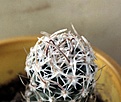 Нажмите на изображение для увеличения.

Название:	Sclerocactus pubispinus RP129_3y_10.14..JPG
Просмотров:	270
Размер:	99.6 Кб
ID:	348075