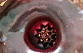 Нажмите на изображение для увеличения.

Название:	Huernia zebrina_13.10.14.JPG
Просмотров:	846
Размер:	93.1 Кб
ID:	348166