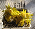 Нажмите на изображение для увеличения.

Название:	Lithops_schwantesii_gebseri_C165_6y.JPG
Просмотров:	153
Размер:	140.9 Кб
ID:	348173