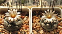 Нажмите на изображение для увеличения.

Название:	Turbinicarpus_jauernigii_PP190_4y.JPG
Просмотров:	148
Размер:	131.5 Кб
ID:	348174
