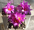 Нажмите на изображение для увеличения.

Название:	Ariocarpus_agavoides_MZ220_9y.JPG
Просмотров:	146
Размер:	158.7 Кб
ID:	348175