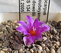 Нажмите на изображение для увеличения.

Название:	Ariocarpus_kotschoubeyanus_macdowellii_RS134_9y.JPG
Просмотров:	145
Размер:	143.3 Кб
ID:	348176