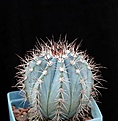 Нажмите на изображение для увеличения.

Название:	Melocactus azureus_10y_8.13.jpg
Просмотров:	482
Размер:	111.8 Кб
ID:	348177