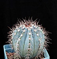 Нажмите на изображение для увеличения.

Название:	Melocactus azureus_10y_8.13.jpg
Просмотров:	439
Размер:	111.8 Кб
ID:	348177