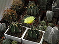 Нажмите на изображение для увеличения.

Название:	Astrophytum senile.jpg
Просмотров:	146
Размер:	221.1 Кб
ID:	348186