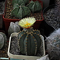 Нажмите на изображение для увеличения.

Название:	Astrophytum cv СССР.jpg
Просмотров:	146
Размер:	226.0 Кб
ID:	348187