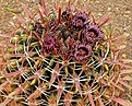 Нажмите на изображение для увеличения.

Название:	Ferocactus_latispinus.jpg
Просмотров:	294
Размер:	172.4 Кб
ID:	348246