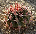 Нажмите на изображение для увеличения.

Название:	Ferocactus_recurvus..jpg
Просмотров:	286
Размер:	179.4 Кб
ID:	348247