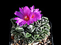 Нажмите на изображение для увеличения.

Название:	Roseocactus fissuratus v.hintonii.jpg
Просмотров:	155
Размер:	150.2 Кб
ID:	348354
