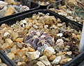 Нажмите на изображение для увеличения.

Название:	GYMNOCALYCIUM spec. VG-711.jpg
Просмотров:	585
Размер:	169.0 Кб
ID:	348411
