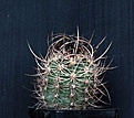 Нажмите на изображение для увеличения.

Название:	Echinocereus lindsayi_7y_10.14.JPG
Просмотров:	146
Размер:	115.8 Кб
ID:	348450