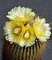 Нажмите на изображение для увеличения.

Название:	Eriocactus leninghausii fr..jpg
Просмотров:	157
Размер:	181.4 Кб
ID:	348458