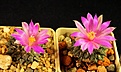 Нажмите на изображение для увеличения.

Название:	Ariocarpus kotschoubeyanus v.sladkovskyi.JPG
Просмотров:	151
Размер:	148.3 Кб
ID:	348462