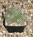 Нажмите на изображение для увеличения.

Название:	Mammillaria_decipiens_FO-140_SLP.jpg
Просмотров:	152
Размер:	76.0 Кб
ID:	348513