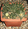 Нажмите на изображение для увеличения.

Название:	Ariocarpus_trigonus_v._elongatus.jpg
Просмотров:	160
Размер:	72.4 Кб
ID:	348514