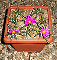 Нажмите на изображение для увеличения.

Название:	Ariocarpus_agavoides_SB370_Tula.jpg
Просмотров:	166
Размер:	78.1 Кб
ID:	348515