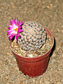 Нажмите на изображение для увеличения.

Название:	Mammillaria_hernandezii_FO-023_Sierra_Mixteca.jpg
Просмотров:	158
Размер:	200.4 Кб
ID:	348543