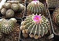 Нажмите на изображение для увеличения.

Название:	205 090Geohintonia mexicana.jpg
Просмотров:	169
Размер:	108.3 Кб
ID:	348561