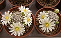 Нажмите на изображение для увеличения.

Название:	205 136Mammillaria hernandezii v. albiflora.jpg
Просмотров:	152
Размер:	70.5 Кб
ID:	348562