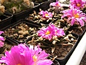 Нажмите на изображение для увеличения.

Название:	205 151Ariocarpus agavoides.jpg
Просмотров:	159
Размер:	82.7 Кб
ID:	348563