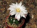 Нажмите на изображение для увеличения.

Название:	Gymnocalycium_denudatum_ssp.angualtum_GF_304.jpg
Просмотров:	611
Размер:	157.0 Кб
ID:	348565