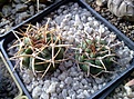 Нажмите на изображение для увеличения.

Название:	Gymnocalycium ferox GN 396-1311.jpg
Просмотров:	403
Размер:	240.2 Кб
ID:	348577