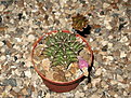 Нажмите на изображение для увеличения.

Название:	Gymnocalycium_mihanovichii_v.stenogonum_P242.jpg
Просмотров:	152
Размер:	173.7 Кб
ID:	348612