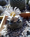 Нажмите на изображение для увеличения.

Название:	Turbinicarpus jauernigii.jpg
Просмотров:	149
Размер:	224.2 Кб
ID:	348618