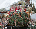 Нажмите на изображение для увеличения.

Название:	Ferocactus_latispinus.jpg
Просмотров:	168
Размер:	203.2 Кб
ID:	348630