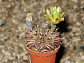 Нажмите на изображение для увеличения.

Название:	Gymnocalycium_mihanovichii_v.filadelfiense_P_430.jpg
Просмотров:	158
Размер:	116.3 Кб
ID:	348658