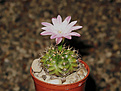 Нажмите на изображение для увеличения.

Название:	Gymnocalycium_damsii_v.centrispinum_(rotundum)_STO_981.jpg
Просмотров:	159
Размер:	100.3 Кб
ID:	348662