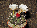 Нажмите на изображение для увеличения.

Название:	Gymnocalycium_stenopleurum_P435.jpg
Просмотров:	160
Размер:	223.2 Кб
ID:	348677