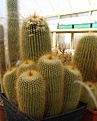 Нажмите на изображение для увеличения.

Название:	Notocactus leninghausii.jpg
Просмотров:	151
Размер:	109.3 Кб
ID:	348695