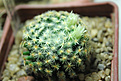 Нажмите на изображение для увеличения.

Название:	Mammillaria schiedeana 1.jpg
Просмотров:	153
Размер:	175.8 Кб
ID:	348709