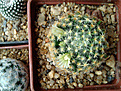Нажмите на изображение для увеличения.

Название:	Mammillaria schiedeana 2.jpg
Просмотров:	153
Размер:	220.5 Кб
ID:	348710
