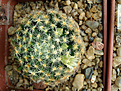 Нажмите на изображение для увеличения.

Название:	Mammillaria schiedeana 3.jpg
Просмотров:	166
Размер:	204.7 Кб
ID:	348711