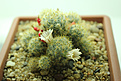 Нажмите на изображение для увеличения.

Название:	Mammillaria prolifera 1.jpg
Просмотров:	148
Размер:	171.4 Кб
ID:	348714