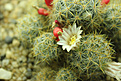 Нажмите на изображение для увеличения.

Название:	Mammillaria prolifera 2.jpg
Просмотров:	157
Размер:	197.8 Кб
ID:	348715