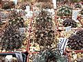 Нажмите на изображение для увеличения.

Название:	Neoporteria curvispina v echinus 2013.jpg
Просмотров:	270
Размер:	249.1 Кб
ID:	348753