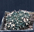 Нажмите на изображение для увеличения.

Название:	Homalocephala texensis SB2006_3y_10.14.JPG
Просмотров:	1282
Размер:	136.9 Кб
ID:	348772