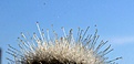 Нажмите на изображение для увеличения.

Название:	Mammillopsis senilis v. albiflorus_19.10.14.JPG
Просмотров:	237
Размер:	43.0 Кб
ID:	348792
