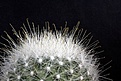 Нажмите на изображение для увеличения.

Название:	Mammillopsis senilis v. albiflorus_5y_10.14.JPG
Просмотров:	255
Размер:	91.7 Кб
ID:	348793