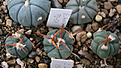 Нажмите на изображение для увеличения.

Название:	Echinocactus_horizontalonius_PD104_.jpg
Просмотров:	136
Размер:	191.7 Кб
ID:	348795
