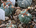 Нажмите на изображение для увеличения.

Название:	Echinocactus_horizontalonius_PD104.jpg
Просмотров:	148
Размер:	184.2 Кб
ID:	348796