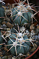 Нажмите на изображение для увеличения.

Название:	Echinocactus_horizontalonius_PD106.jpg
Просмотров:	147
Размер:	226.9 Кб
ID:	348798