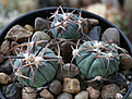 Нажмите на изображение для увеличения.

Название:	Echinocactus_horizontalonius_PD110.jpg
Просмотров:	146
Размер:	184.2 Кб
ID:	348800