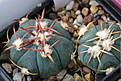 Нажмите на изображение для увеличения.

Название:	Echinocactus_horizontalonius_PD114.jpg
Просмотров:	146
Размер:	206.7 Кб
ID:	348802
