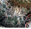 Нажмите на изображение для увеличения.

Название:	Coryphantha_poselgeriana_valida_Villa_Real_Viesca_Coah.jpg
Просмотров:	148
Размер:	232.4 Кб
ID:	348927